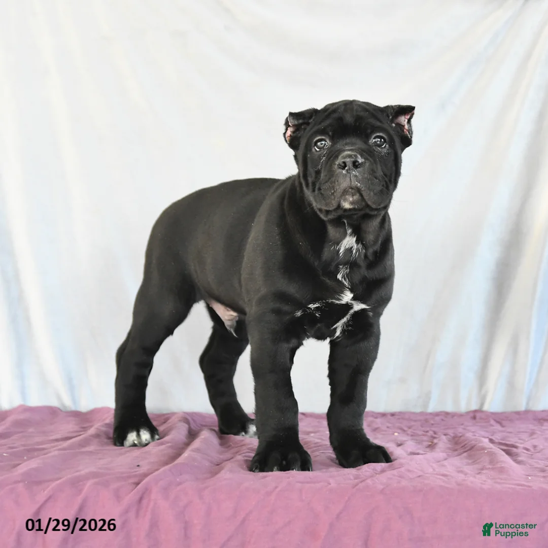 Cane Corso dogs for sale: Monty - Ad 5