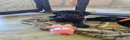 Mixed Breed dogs for sale: Mixed Breed 1 - Ad 9