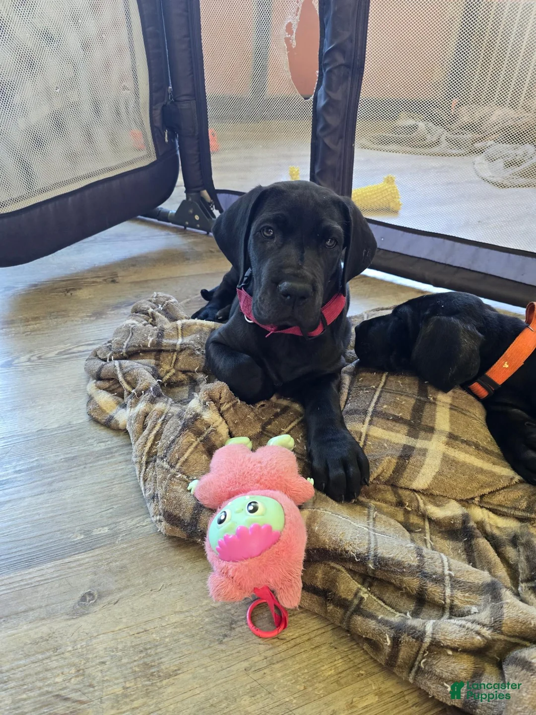 Mixed Breed dogs for sale: Mixed Breed 1 - Ad 9