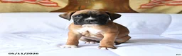 Boxer dogs for sale: Bailey - Ad 3