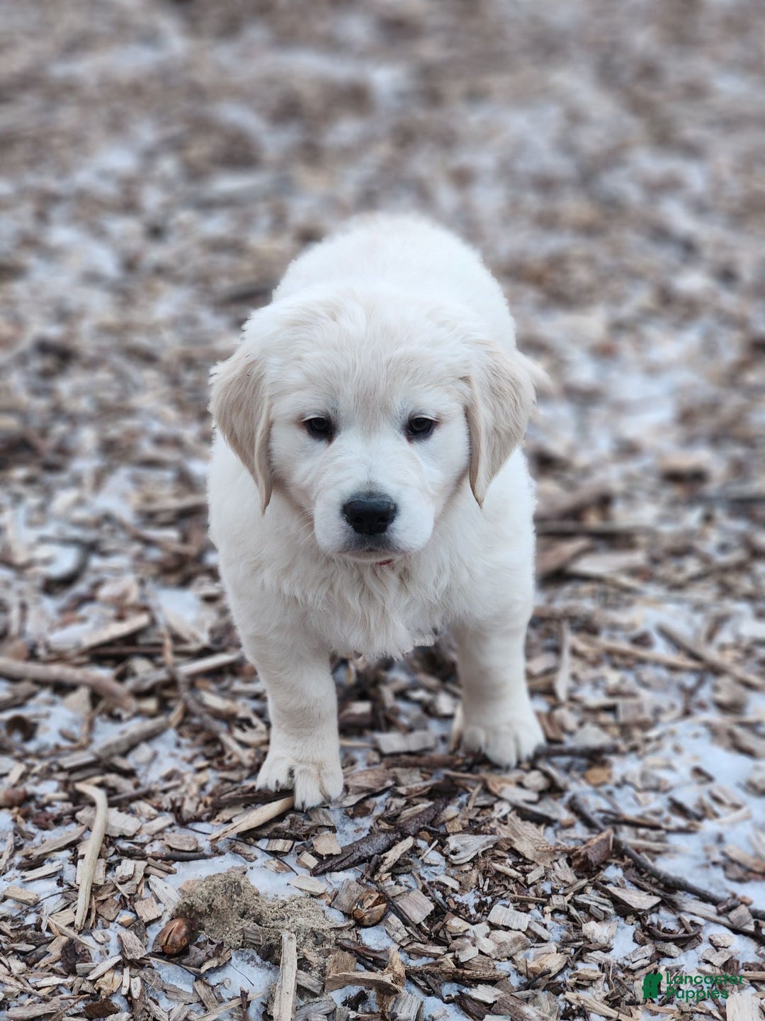 Golden Retriever dogs for sale: Chase - Ad 7
