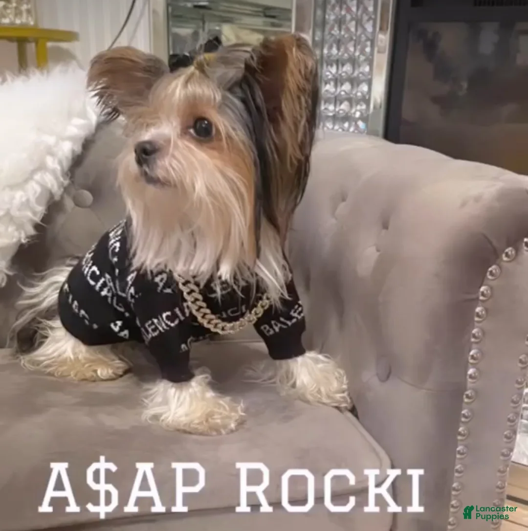 Yorkshire Terrier dogs for sale: Biscoff - Ad 5