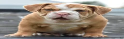 Mixed Breed dogs for sale: Hercules Bulldog hybrid  - Ad 16