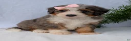 Mini Bernedoodle dogs for sale: Mini Emmie  - Ad 13