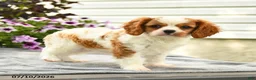 Cavalier King Charles Spaniel dogs for sale: Clarence - Ad 2