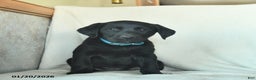 Labrador Retriever dogs for sale: Jamie  - Ad 4