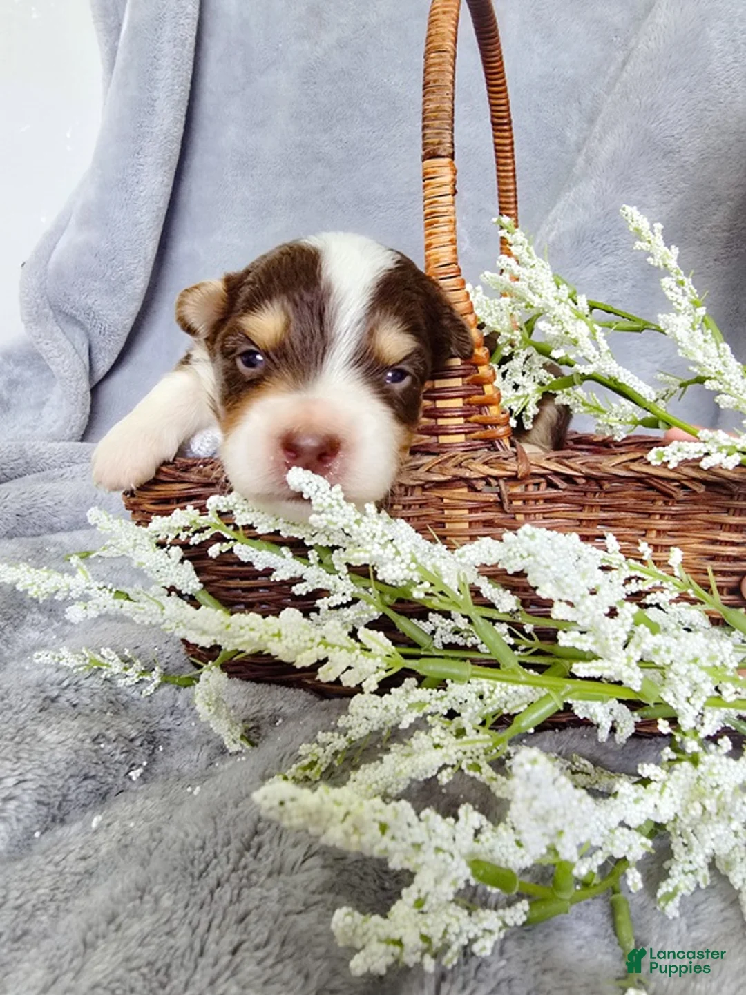 Aussiedoodle dogs for sale: Musk Melon - Ad 2