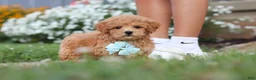 Maltipoo dogs for sale: Blake - Ad 7
