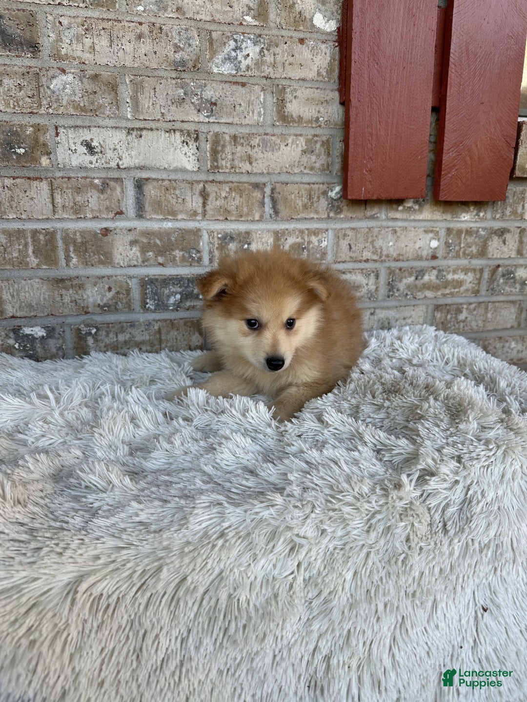 Pomsky dogs for sale: Pomsky Puppy 3 - Ad 1