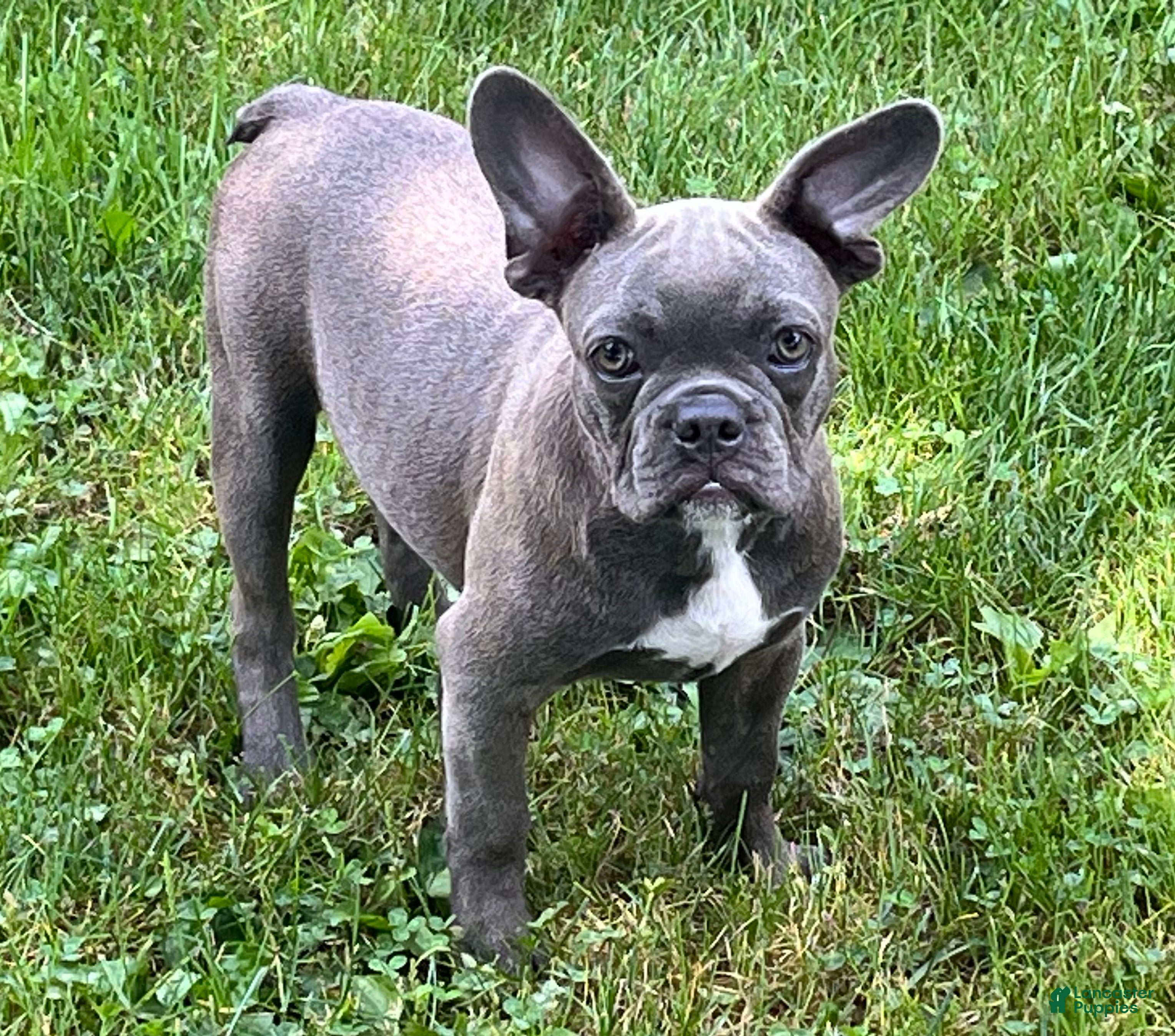 Full Grown Gray French Bulldog Adult Royal Blue Frenchies Brindle