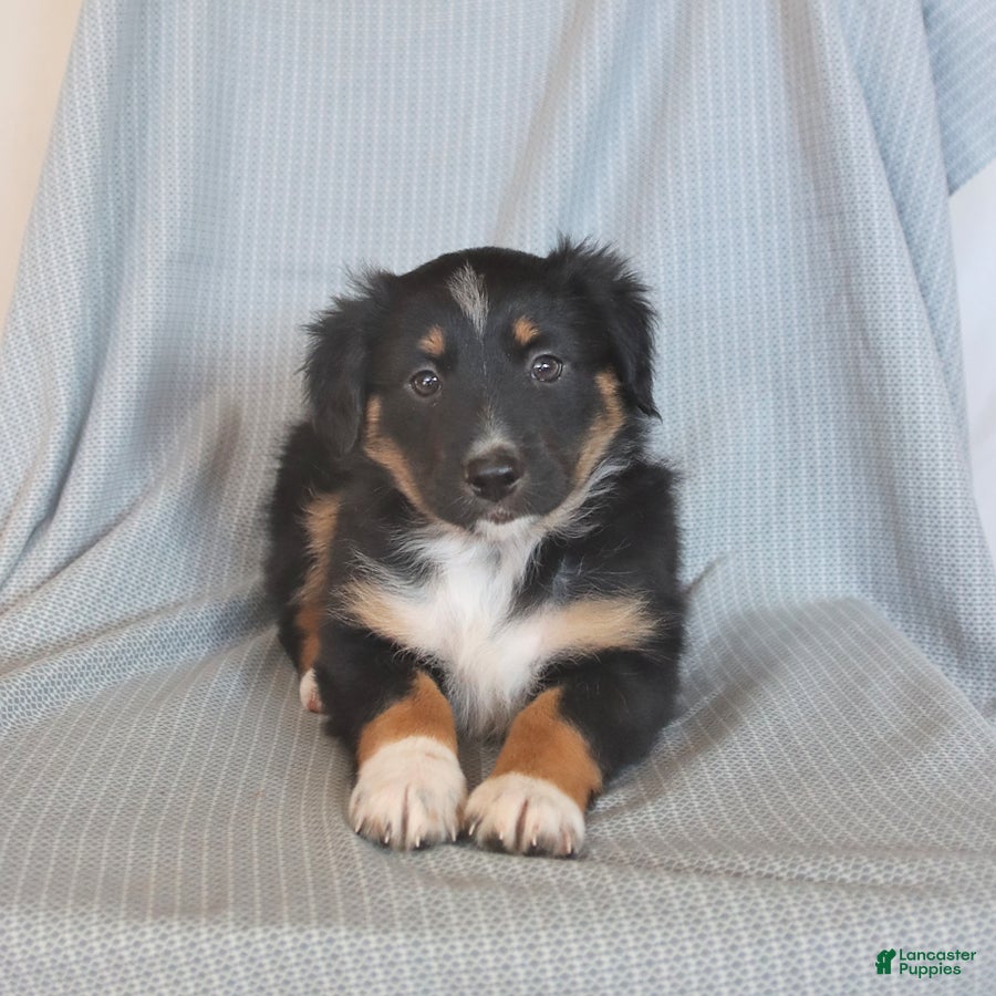 Miniature Australian Shepherd dogs Banjo - Ad 1