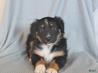 Miniature Australian Shepherd dogs for sale: Banjo - Ad 3