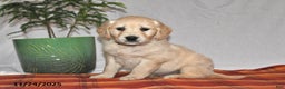 Golden Retriever dogs for sale: King - Ad 2
