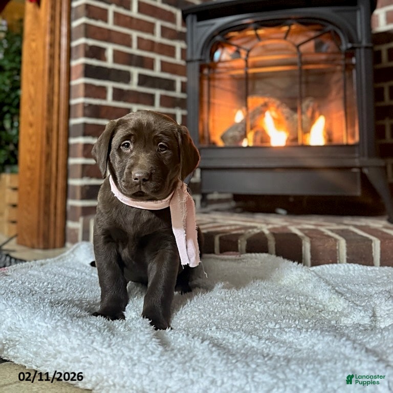 Labrador Retriever dogs Buttercup - Ad 2