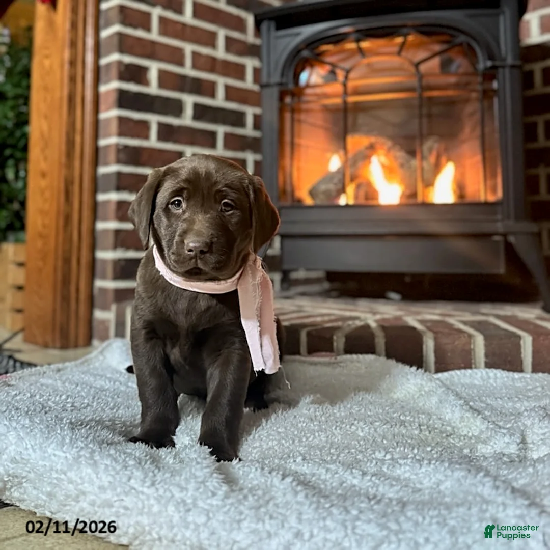 Labrador Retriever dogs for sale: Buttercup - Ad 2