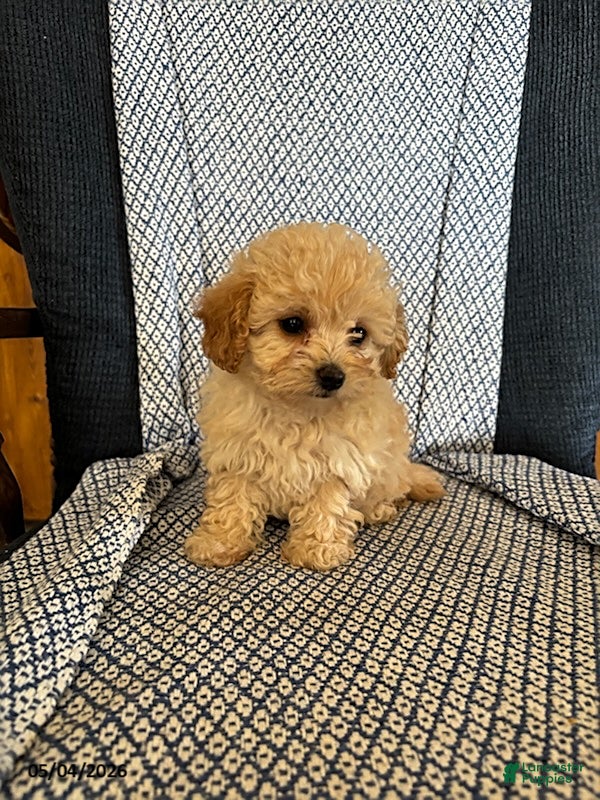 Mixed Breed dogs Tulip - Ad 2