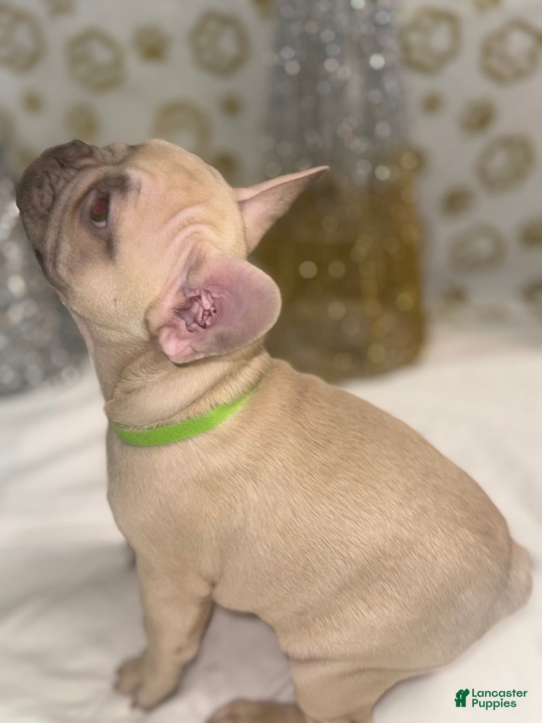 French Bulldog dogs for sale: Hulk - Ad 2