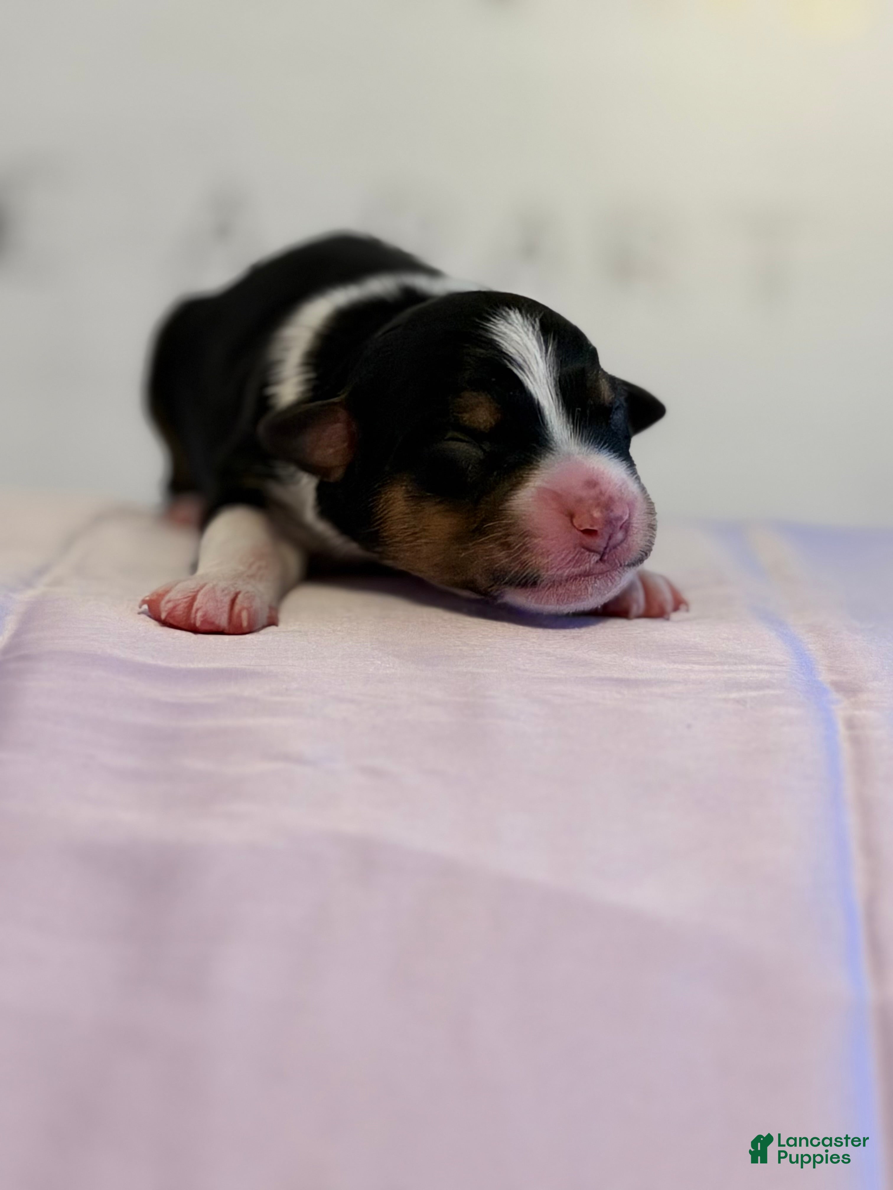 Australian Shepherd dogs Australian Shepherd Puppy 8 - Ad 27