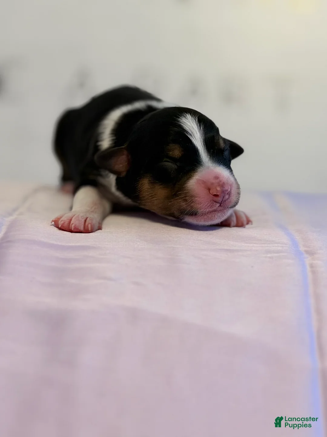 Australian Shepherd dogs for sale: Australian Shepherd Puppy 8 - Ad 1