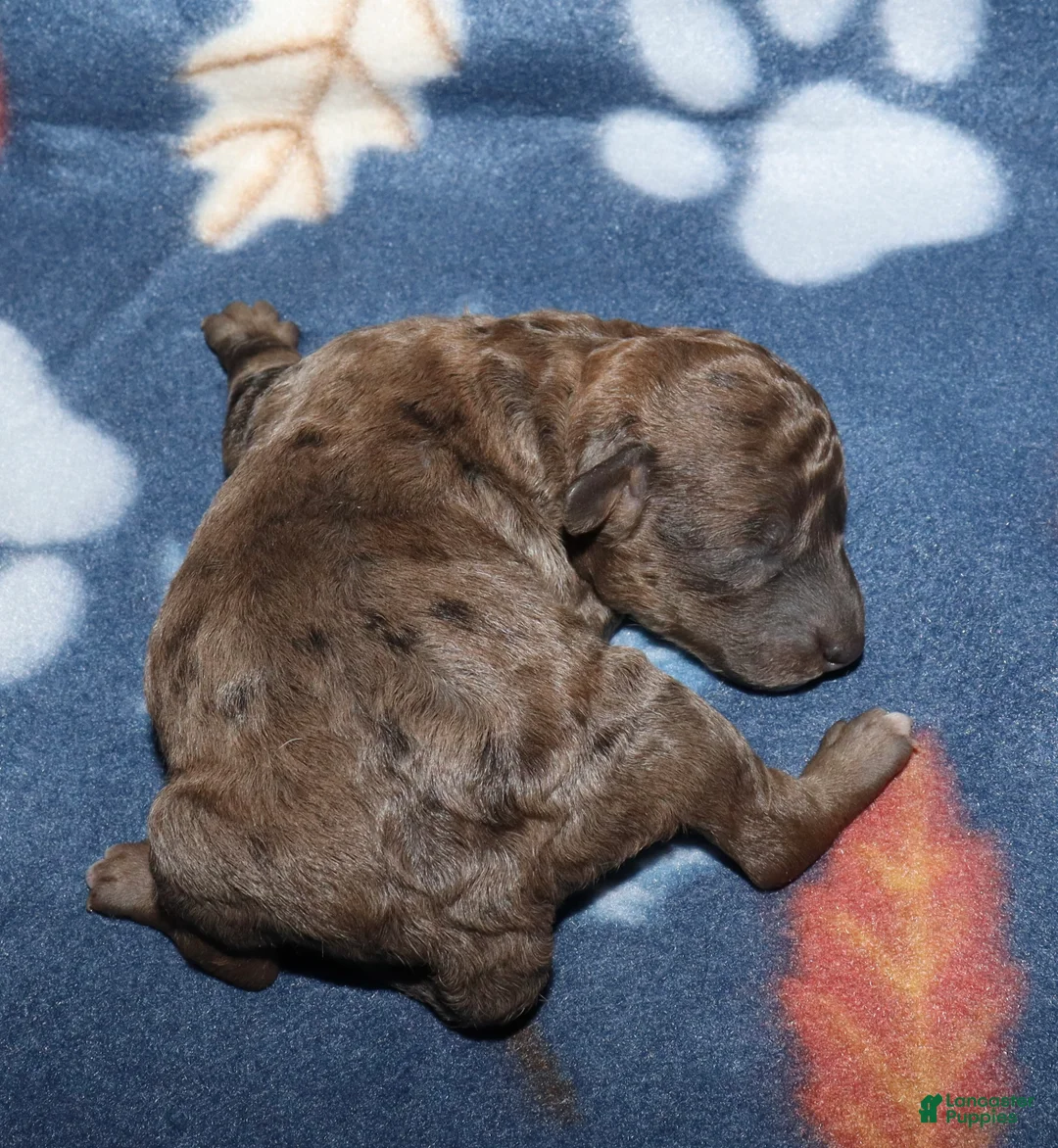 Miniature Poodle dogs for sale: Harlee’s brown Merle male - Ad 2