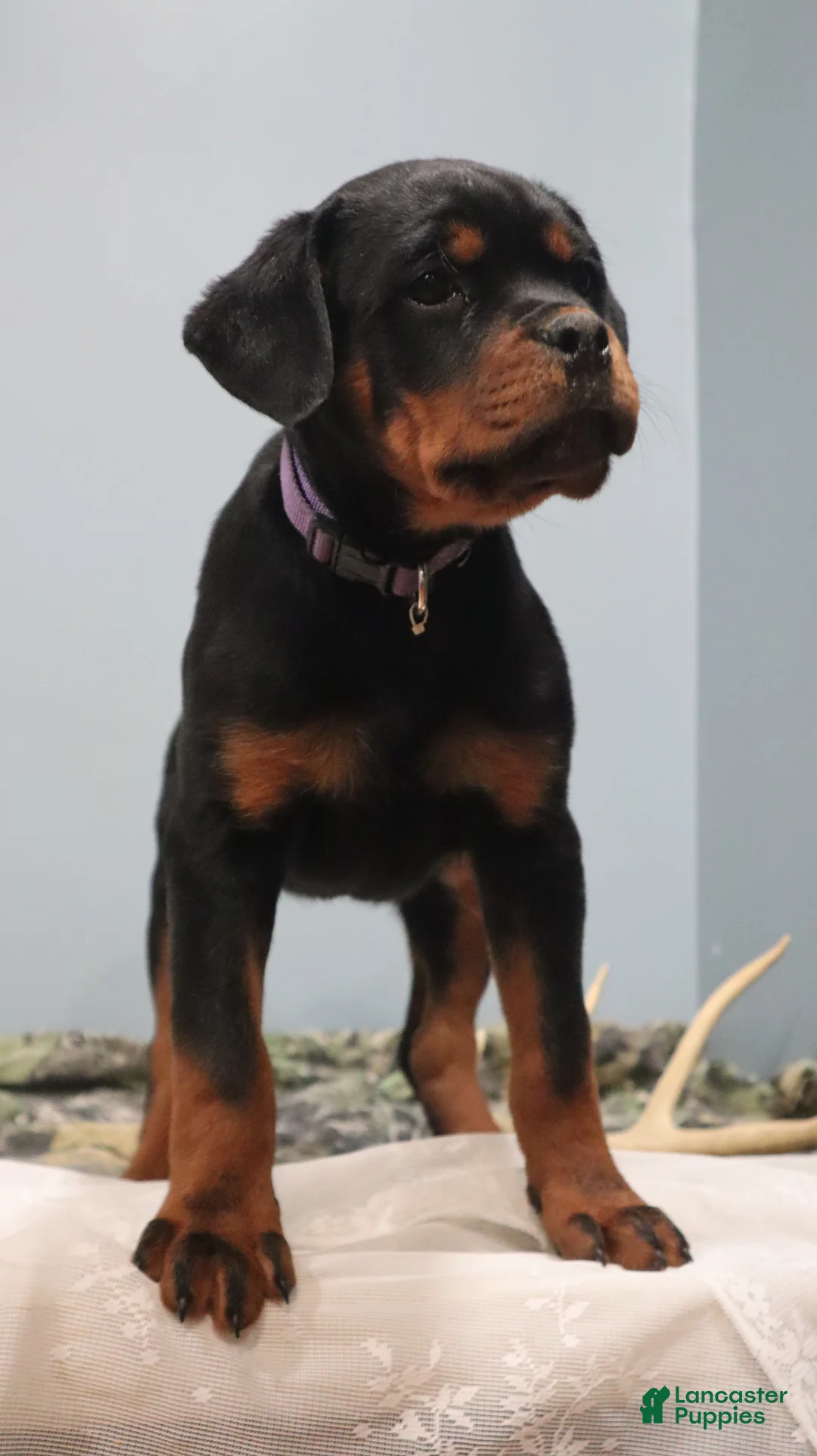 Rottweiler dogs for sale:  Ainsley - Ad 4