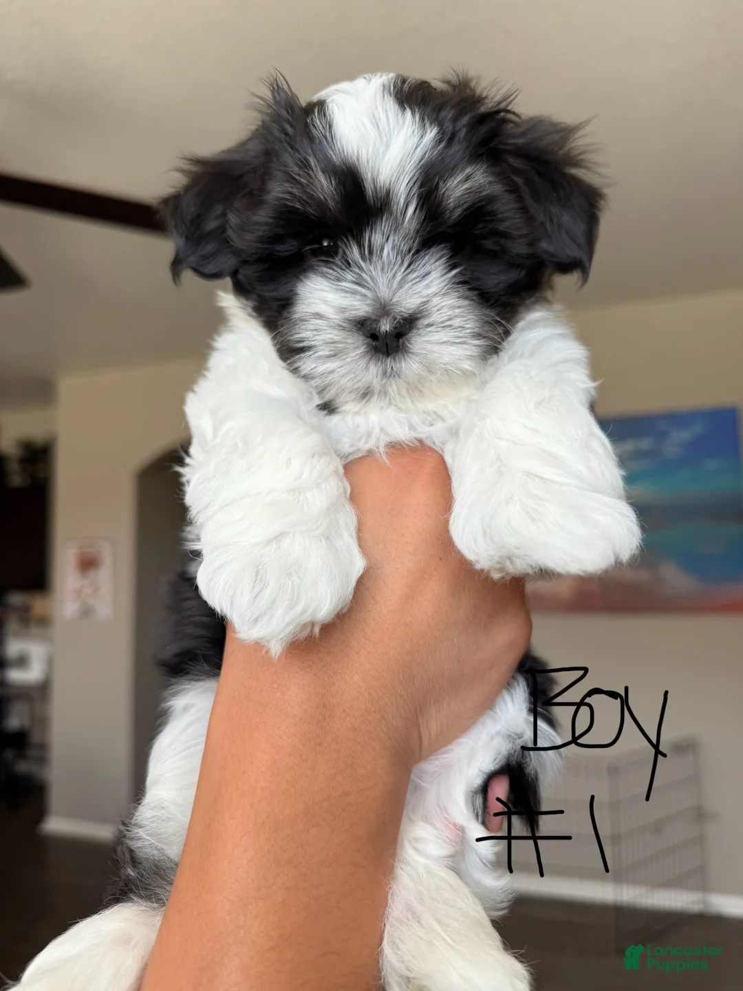 Malshi dogs for sale: Malshi 1 - Ad 1