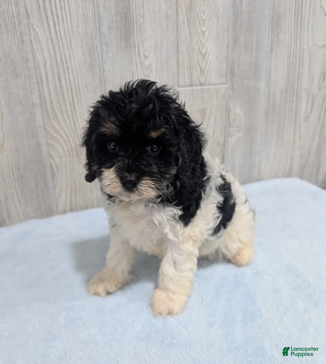Cavapoo dogs for sale: Cleo - Ad 1