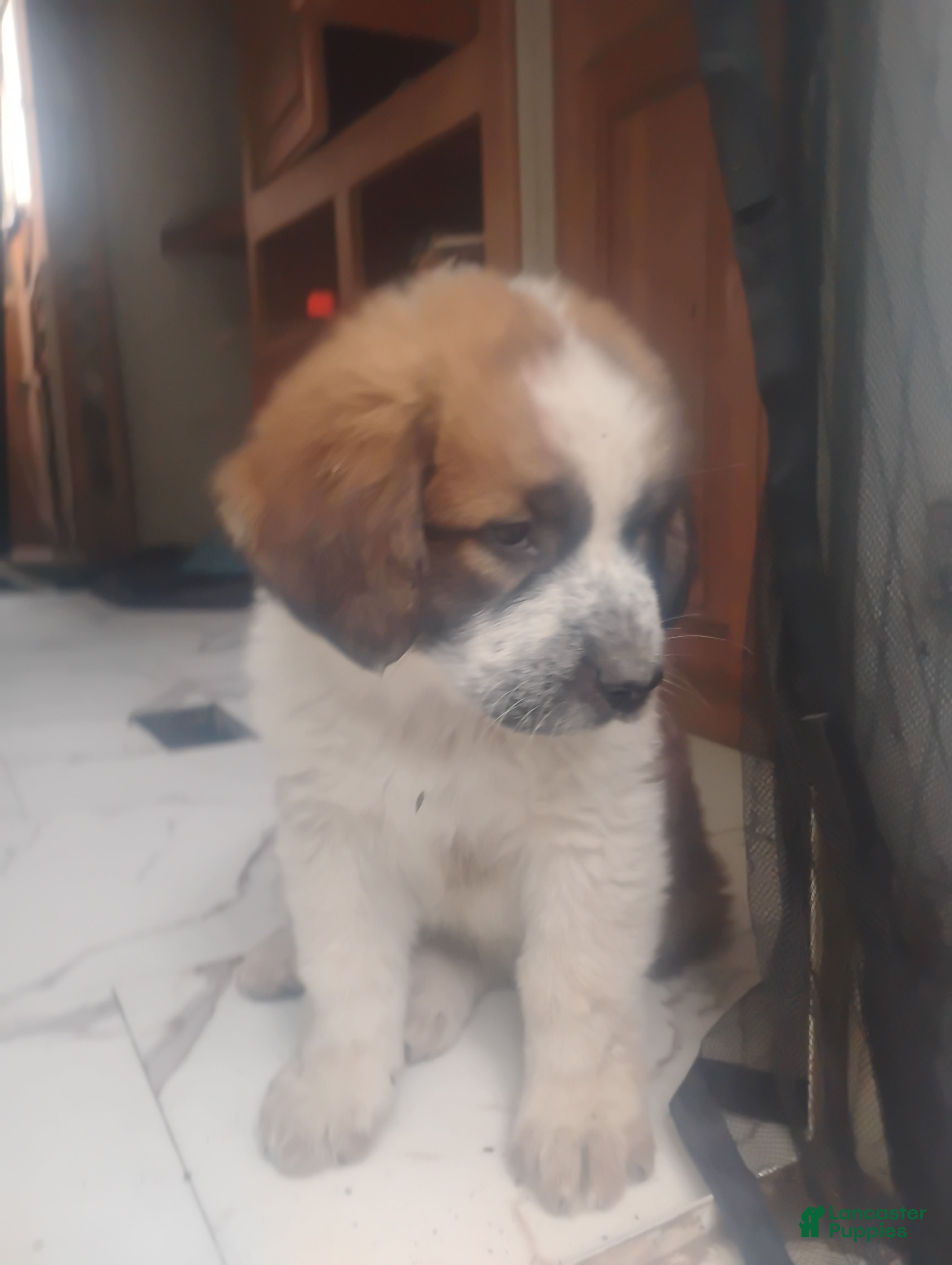 Saint Bernard dogs Saint Bernard Puppy 3 - Ad 2