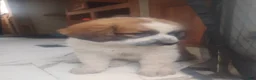 Saint Bernard dogs for sale: Saint Bernard Puppy 3 - Ad 2
