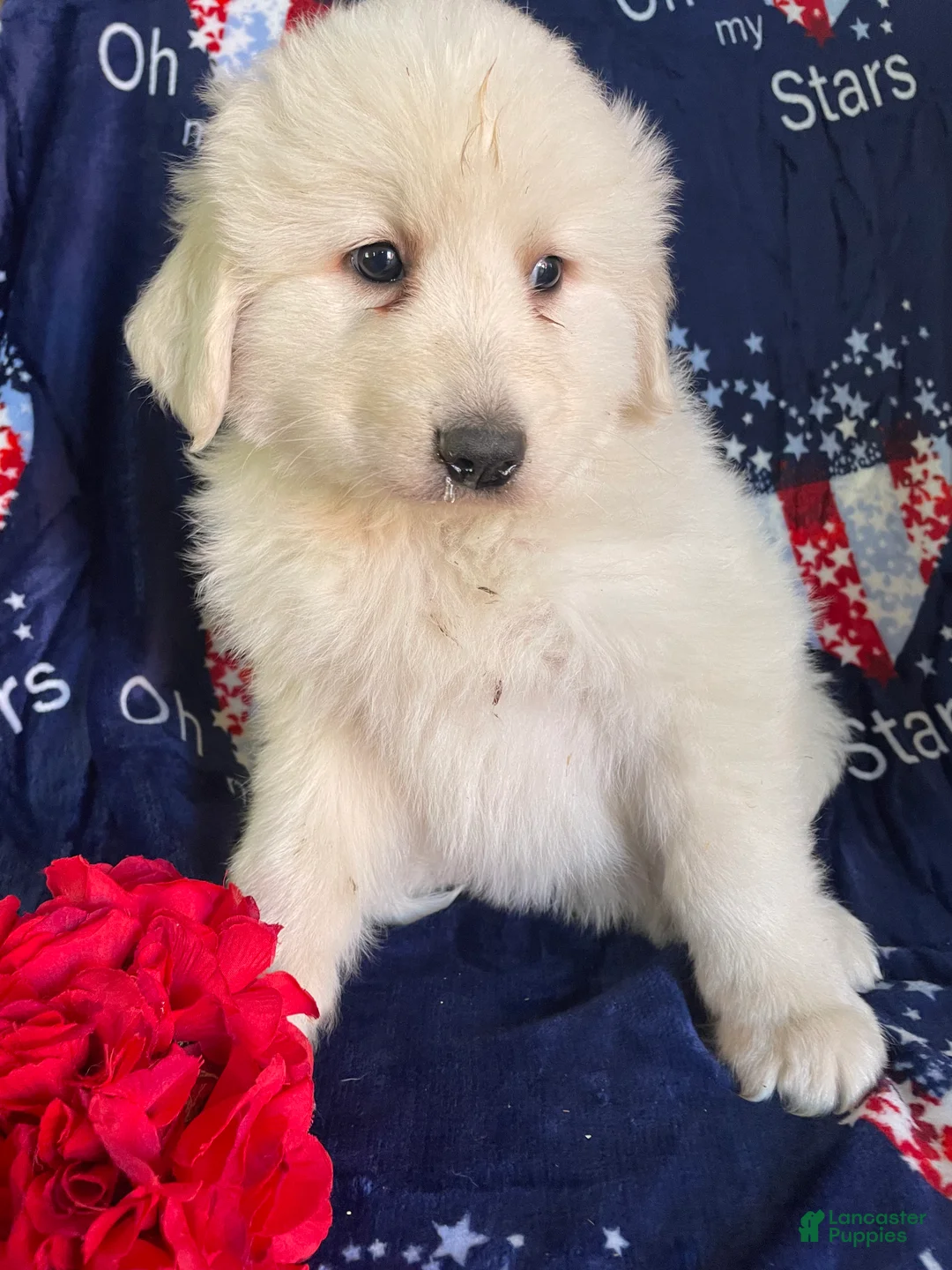 Great Pyrenees dogs for sale: Baron - Ad 2