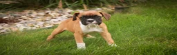Boxer dogs for sale: Case - Ad 6
