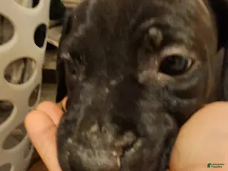 American Pit Bull Terrier dogs American Pit Bull Terrier 9 - Ad 35