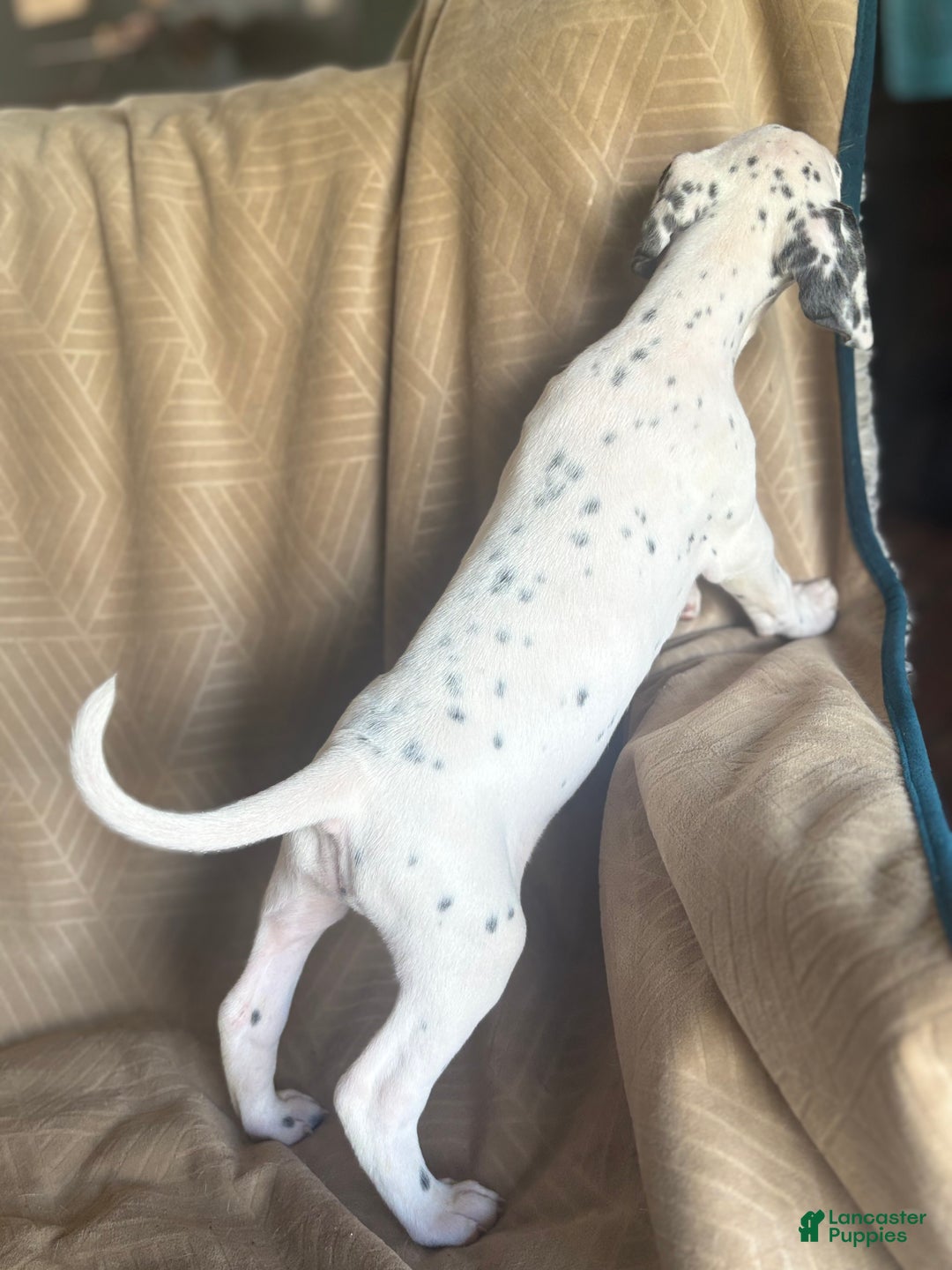 Mixed Breed dogs for sale: Jane - Ad 9