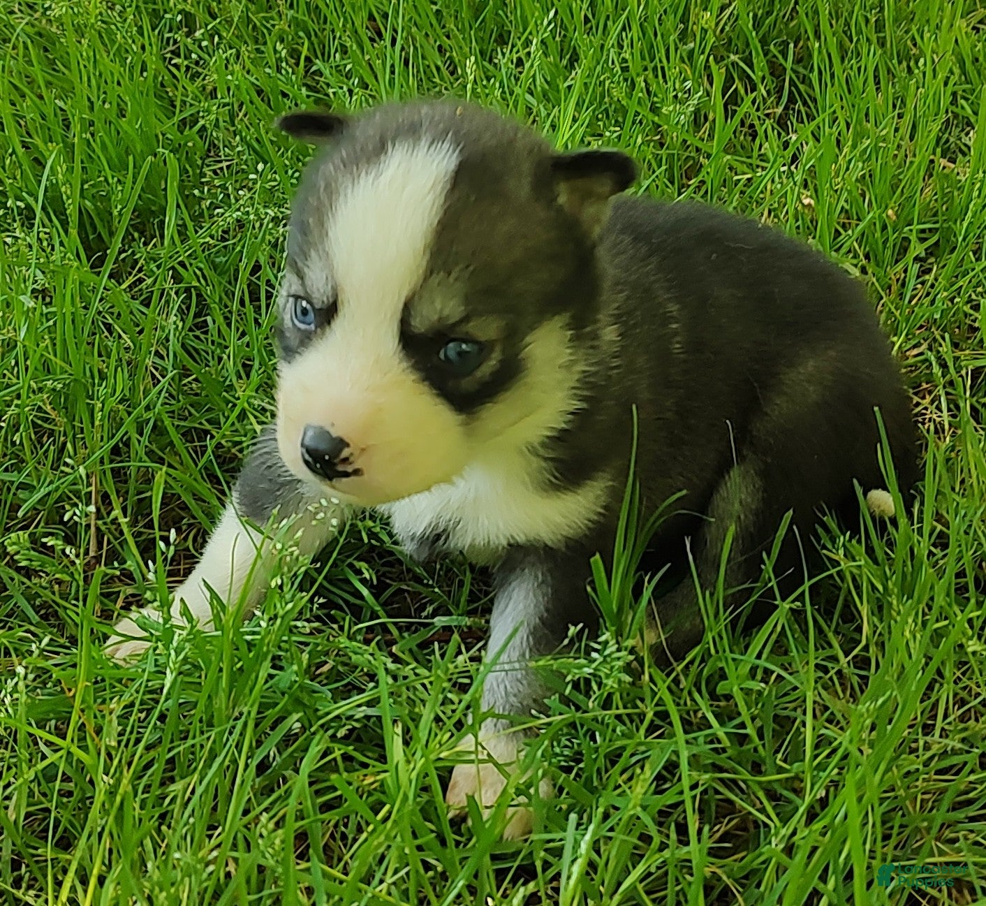 Siberian Husky dogs Sonya's female 2 - Ad 41