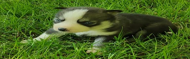 Sonya's female 2