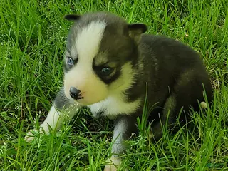 Siberian Husky dogs Sonya's female 2 - Ad 18