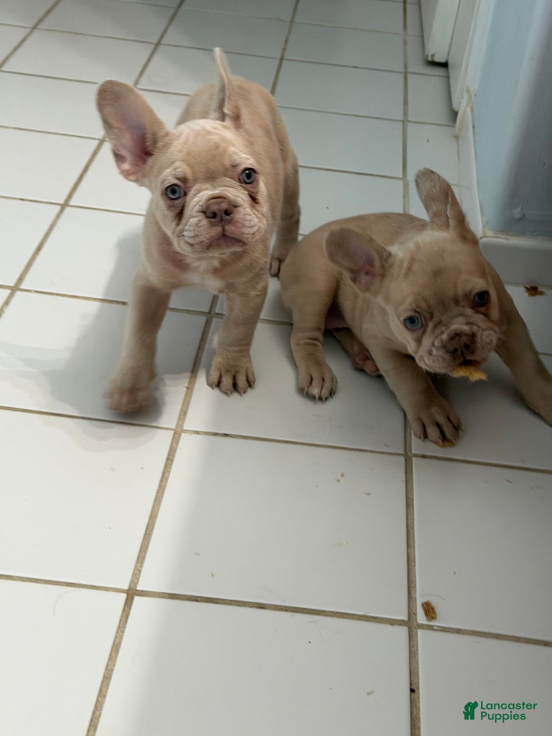 French Bulldog dogs for sale: French Bulldog Puppy 2 - Ad 2