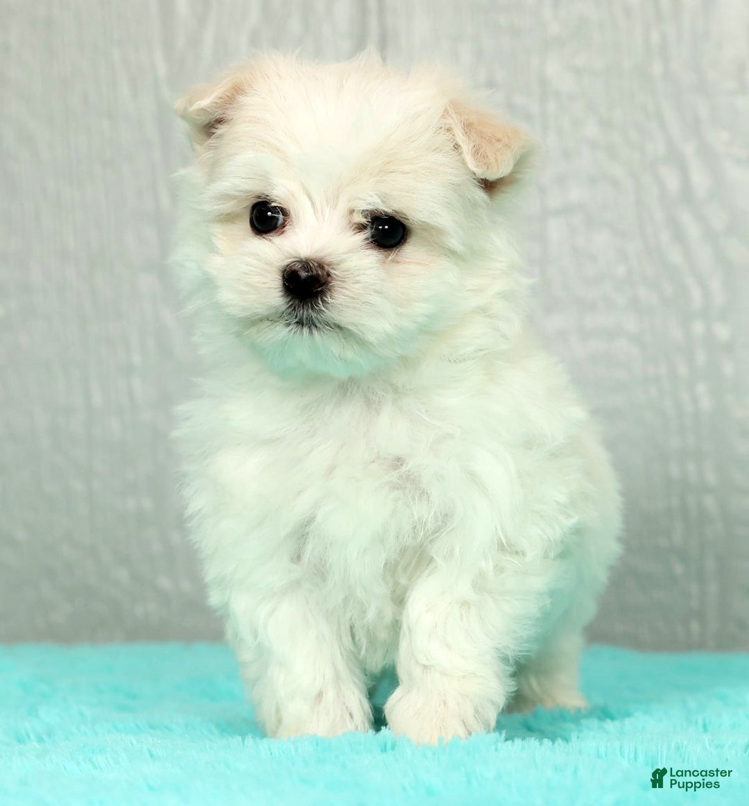 Maltese dogs for sale: Benji - Ad 1