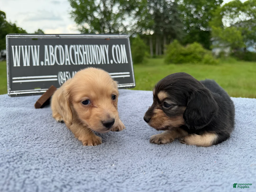 Miniature Dachshund dogs for sale: South African AKC Carrie’s Choc CR - Ad 10