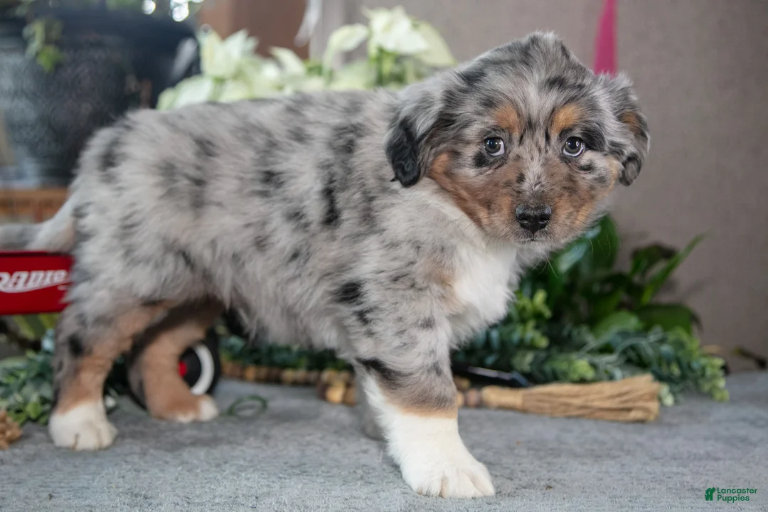 Miniature Australian Shepherd dogs for sale: Dallas - Ad 3