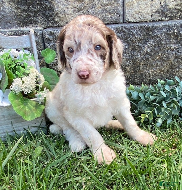 Standard Poodle dogs Toby- genetic clear - Ad 1