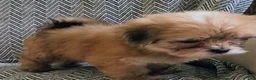 Shorkie dogs for sale: Patti - Ad 3