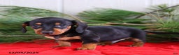 Miniature Dachshund dogs for sale: Toby - Ad 4