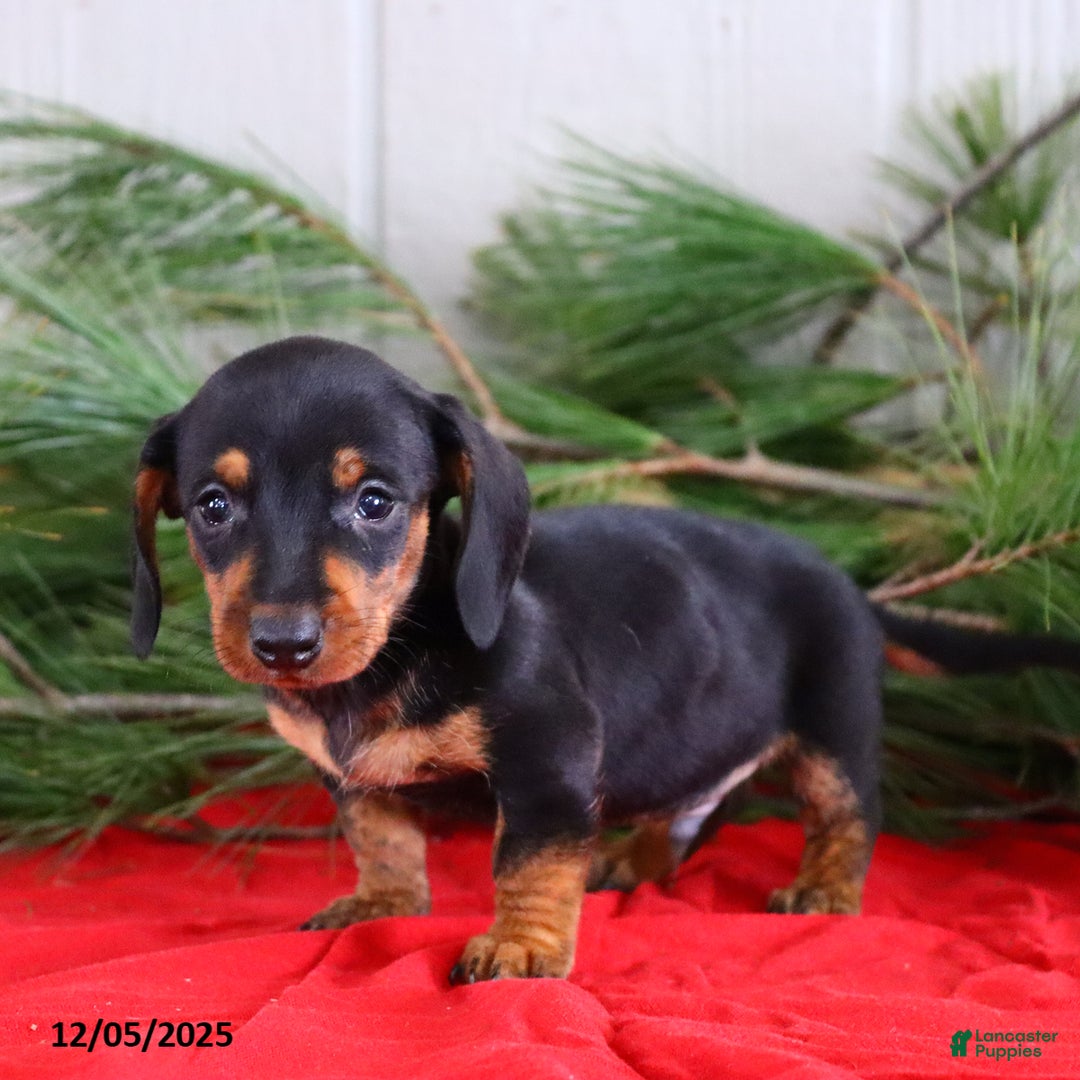Miniature Dachshund dogs for sale: Toby - Ad 4