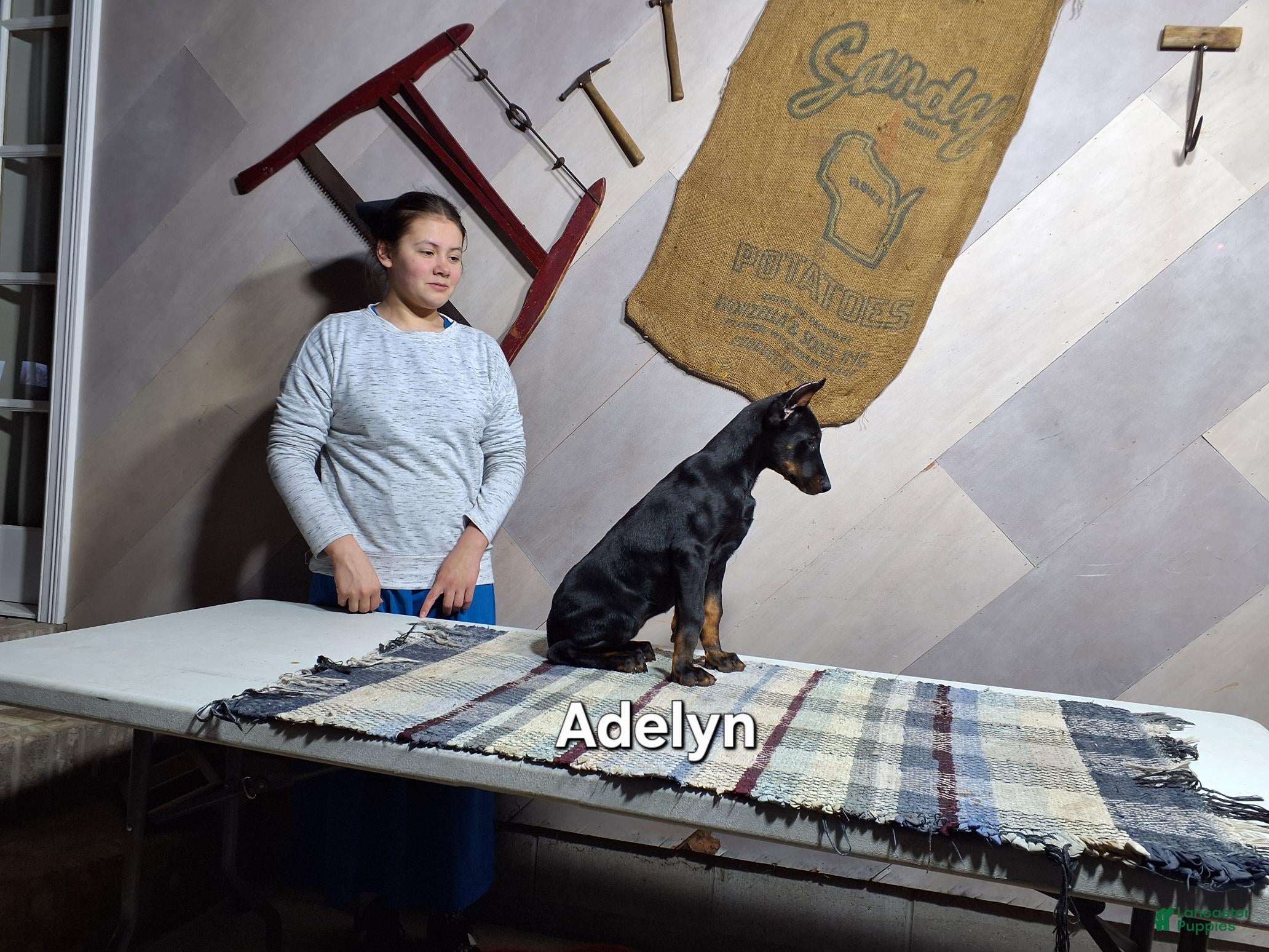 Doberman Pinscher dogs Adelyn - Ad 2