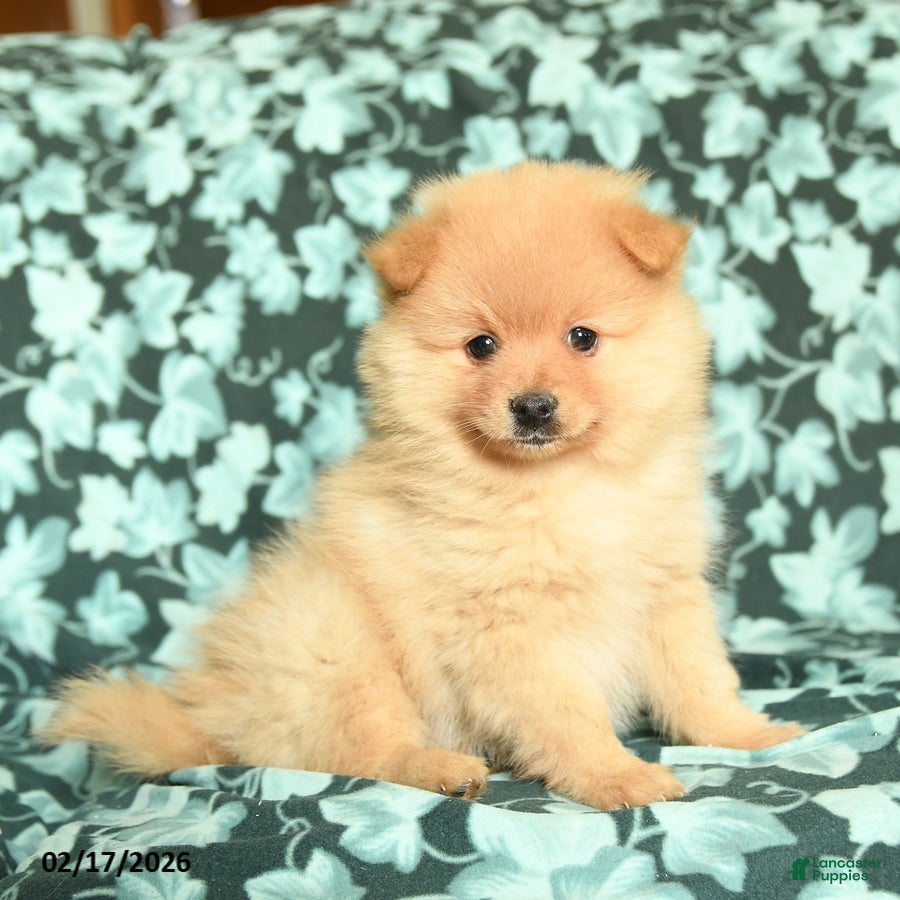 Pomeranian dogs Valentine - Ad 1