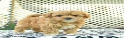 Toy Poodle dogs for sale: Base  - Ad 2