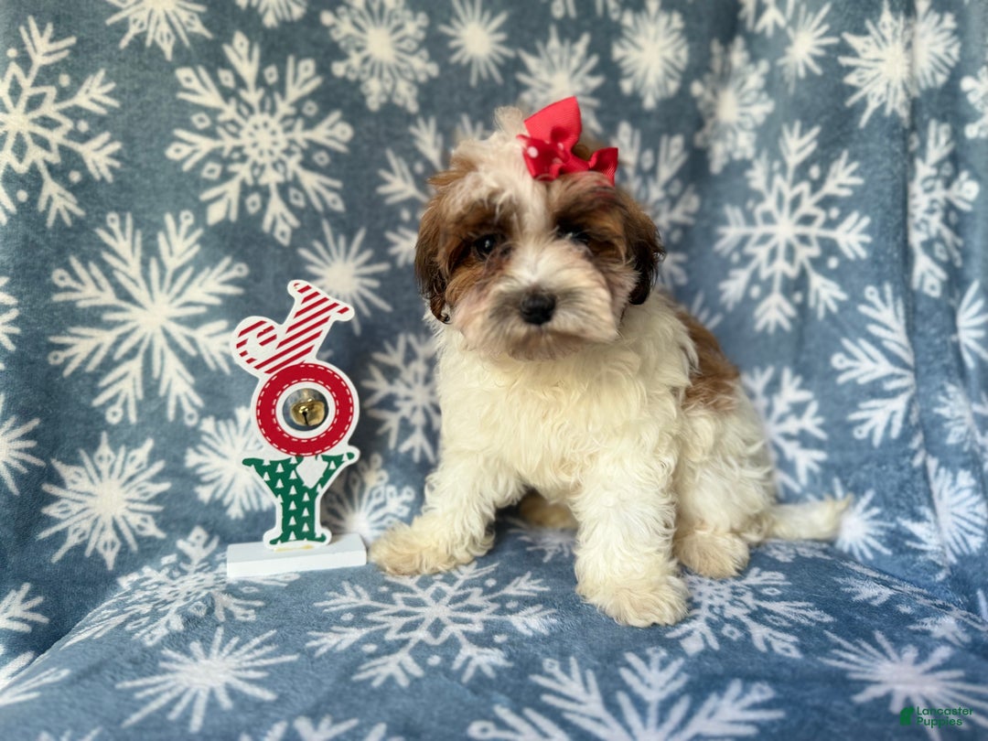 Maltipoo dogs for sale: Joy - Ad 1