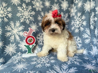 Maltipoo dogs Joy - Ad 8