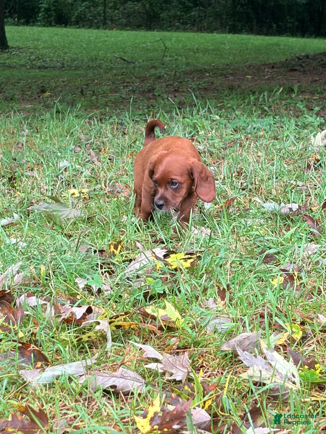 Mixed Breed dogs for sale: Mixed Breed 2 - Ad 3